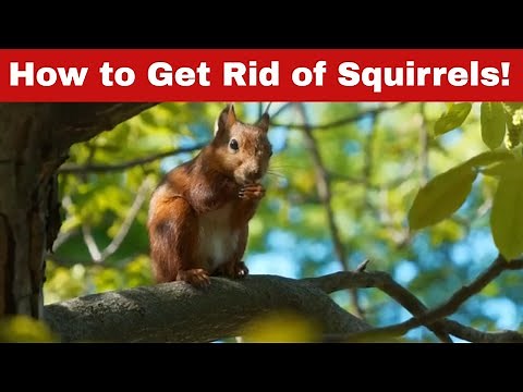 21 Tips to Keep Squirrels Out of Your Yard & Away from Your Plants