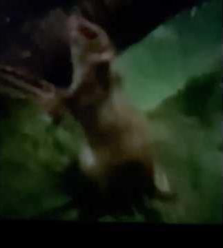 Feathertail gliders arrive at Ashley Zoo