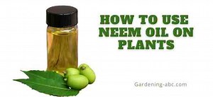 How To Use Neem Oil Effectively Without Harming Your Plants