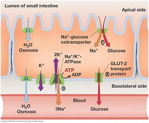 Topic 6.1: Digestion and Absorption
