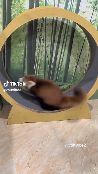 Adorable Red Panda Moments at the Zoo