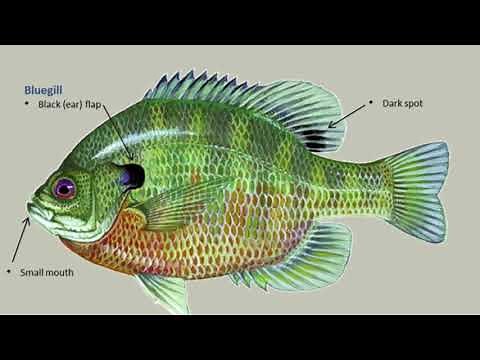 Identifying types of sunfish panfish and bluegills