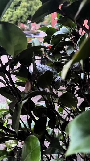 Exploring the Evolution of The Simpsons: 50 Years of Fun