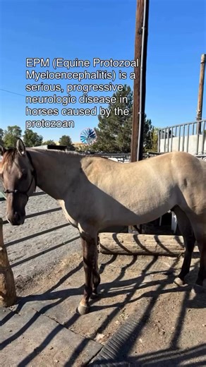 2.8K views · 60 reactions | Meet Saffron a 3 year old quarter horse...