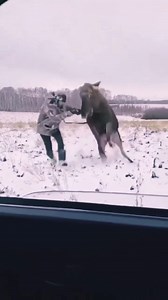 Hunters underestimate elk too much | Animals TV