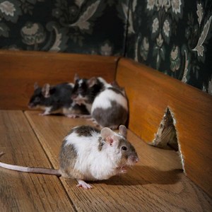 The 6 Most Common Causes of a Mouse Infestation in Your House