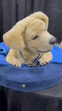 Robotic Labradore Retriever Puppy Introduced at CES 2025