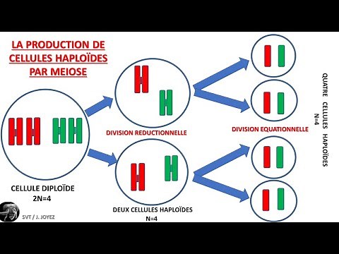 Meiosis