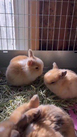 The Joy of Bunny Binkies: Understanding Rabbit Behavior