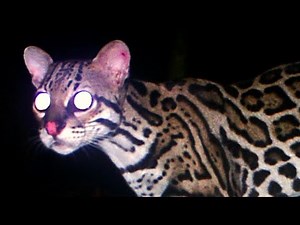 Lonely Ocelot Makes Friends with Trail Cam and Snake