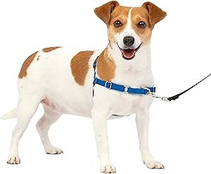 PetSafe Easy Walk Harness for Dogs - Pull-Free Walks - Patented Martingale Loop Design - Front Chest Leash Attachment - Comfort Straps - Breathable Harness Design - Small, Royal Blue/Navy Blue