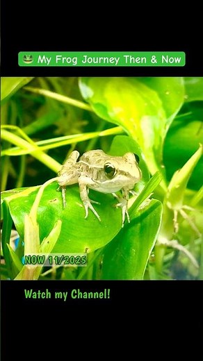Frog Life Cycle 🐸 Baby Frogs to One Year in the Pond