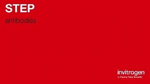 STEP antibodies from Thermo Fisher Scientific