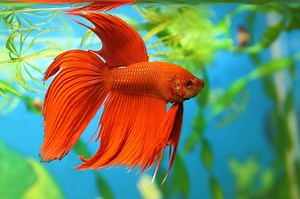 Betta Fish FAQs - 37 Things You Need To Know About Them