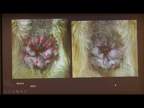 Perianal Fistulas in Dogs