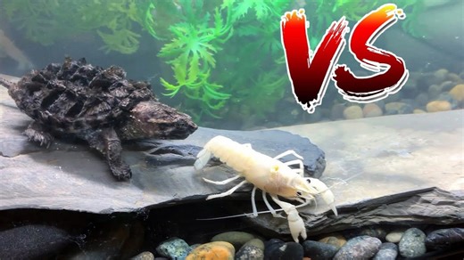 Epic Battle: Snapping Turtle Eats Rare Crawfish