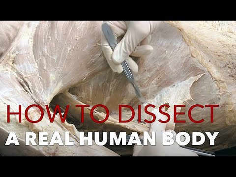 How to Dissect Muscles and Fascia | Real Human Anatomy