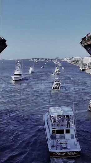 Live from Ocean City: White Marlin Open Returns! #shorts #oceancitymaryland #fishing