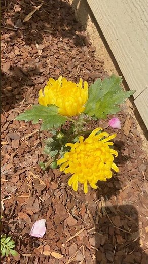Chrysanthemum hardy garden #mums propagated & blooming in May #chrysanthemumflowers #chrysanthemum