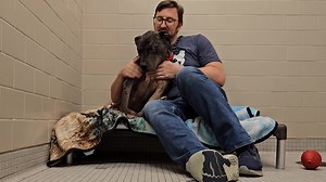 9.1K views · 387 reactions | Social Media Guy has been looking for new cuddle buddies since Sully went home. Where Sully provided gentle love taps, Blu is a cuddly cannonball! A 66-pound lap dog, Blu loves spending time with you, especially if you understand that you are on his schedule. For all we know, SMG is still in there giving this big lug all the pets he deserves. Time for Blu's new family to tap in! | Seattle Humane | Facebook