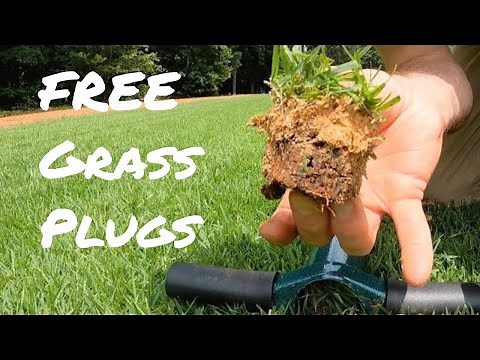 How to Plant Lawn From Plugs // ProPlugger // DIY Grass Plugs // Zenith Zoysia Grass Plugs