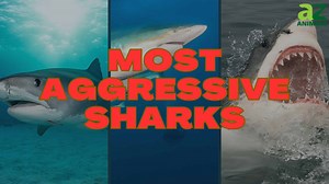 The 7 Most Aggressive Sharks in the Ocean