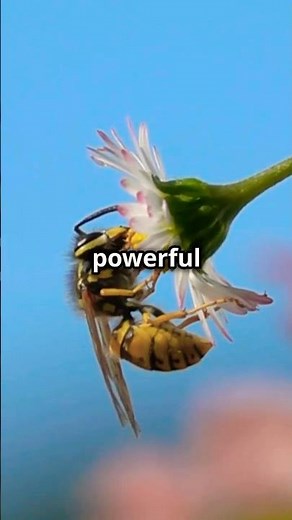 Wasps vs Bees: Key Differences You Need to Know!