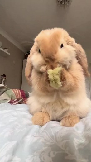 Understanding Lop-Eared Rabbits: Care and Characteristics