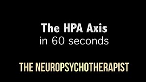 8.8K views · 186 reactions | The HPA Axis in 60 seconds | The Science of Psychotherapy | Facebook