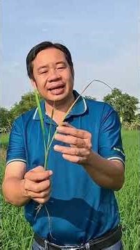 Vàng cam chết cây trên lúa – Cách khắc phục hiệu quả | HỎI ĐÁP | Hai Lúa Vàng Official