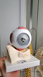 The intraocular muscles include the ciliary muscle, the sphincter pupillae, and the dilator pupillae. [1] The ciliary muscle is a smooth muscle ring that controls accommodation by altering the shape of the lens, as well as controlling the flow of aqueous humor into Schlemm's canal. Credit: @SamWebster (youtube.com) Thanks for this video. . www.drmuhammedziya.com . #drmuhammedziya #suture #pain #skin #skincare #technique #technology #allfollowersfriends #allfollowers #viral #reel #viewers #reelsf