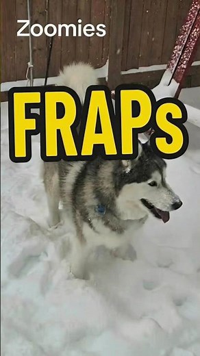 What Are Zoomies (FRAPs)?