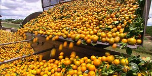 After the worst orange harvest in 75 years, Florida growers are trying to combat a deadly citrus disease