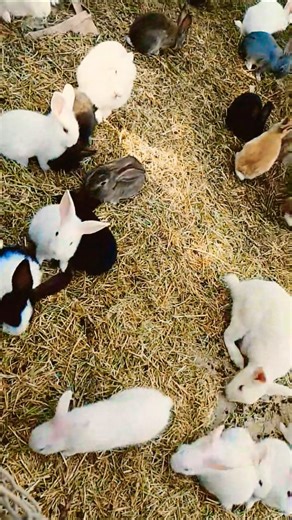 cute and smile 🐇 🐇 reaction and rabbit eating the carrot #rabits #youtub #funnycute