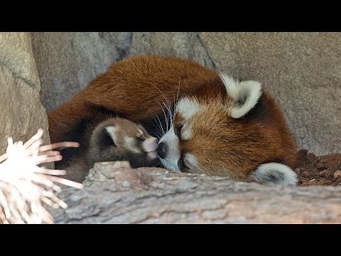 Live Red Panda Cam - San Diego Zoo