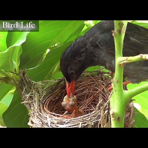1.2M views · 86K reactions | The Life of Birds - Nature Documentary part51 | Bird Life | Facebook
