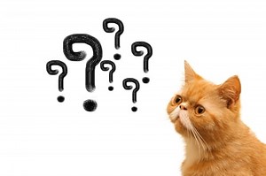 6 Ways to Ask “Why” in Japanese Without Losing Face | FluentU Japanese Blog