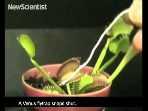 Sensitive plants respond when touched