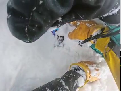 79K views · 1.7K reactions | Warning  Distressing Content Tree...