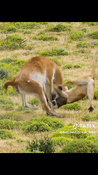 Big Cats Hunting in the Wild