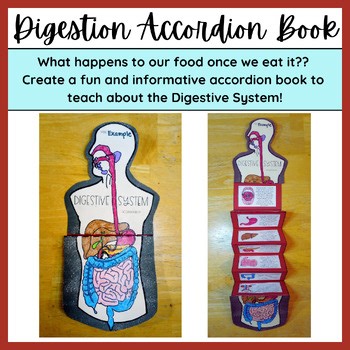 "Digestive System Accordion Book" | A Fun Activity Perfect for a Human Body Unit