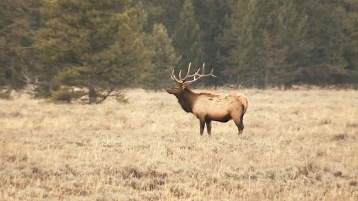 The application period for many hunting licenses in Wyoming is now open. Watch this video for important application reminders. View the full list of application dates and deadlines on the Game and Fish website: https://wgfd.wyo.gov/licenses-applications/application-dates-deadlines | Wyoming Game and Fish Department