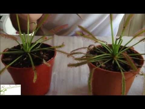 Carnivorous plant Drosera (sundew) basic care - How to grow Sundew