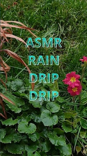 AMR Rain Drip Drip #rainsounds