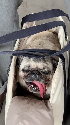 Traveling with Your Pug: Tips Without Oyster Card
