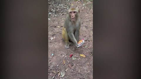 Fool the Monkey: Hilarious Pranks and Tricks on a Playful Primate 🐒🎭