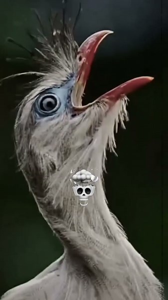 Bird’s Screaming 😱 #birds #edit