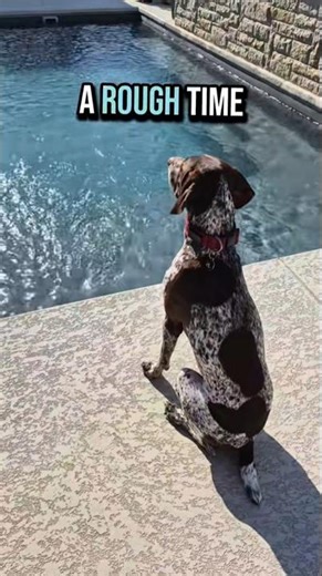 a rough time German Shorthaired Pointer GSP... 🤔😲🐶 #shorts #ytshorts #viral #trending
