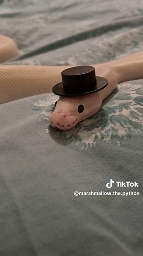 Cute Snake Pets and Snake Videos - Reptile Community