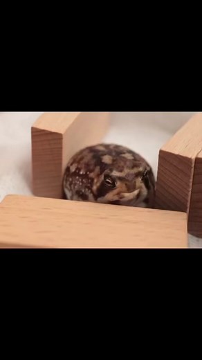 Rain Frog, African Bullfrog, and Dumpy Tree Frog Videos